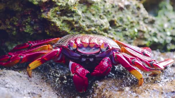 Sally Lightfoot Crab feeding on lava rock — Stock Video