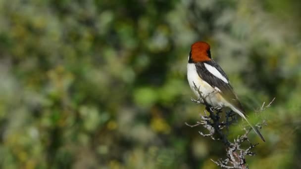 Woodchat shrike posazený na větev — Stock video