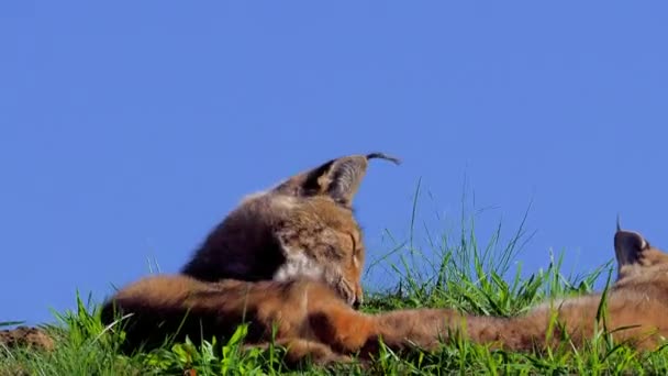 Lynx Eurasie Plein Air Animaux Sauvages Cachés Dans Habitat Naturel — Video