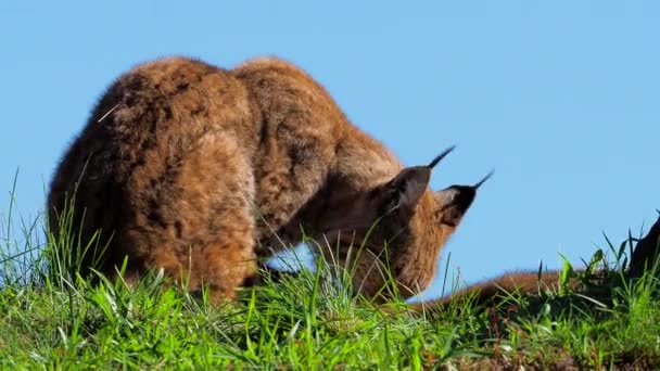 Eurasian Lynx Utomhus Vilda Djur Gömda Naturen Livsmiljö Lodjur — Stockvideo