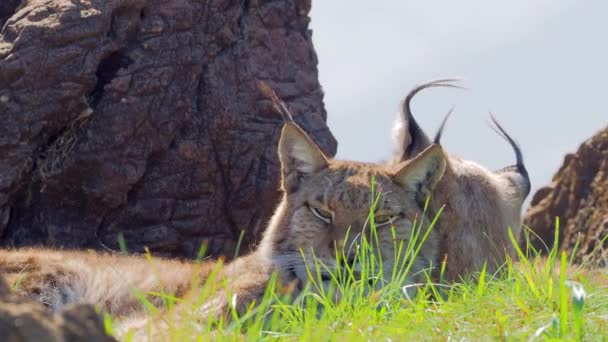 Eurasian Lynx Outdoor Wild Animal Hidden Nature Habitat Lynx Lynx — Stock Video