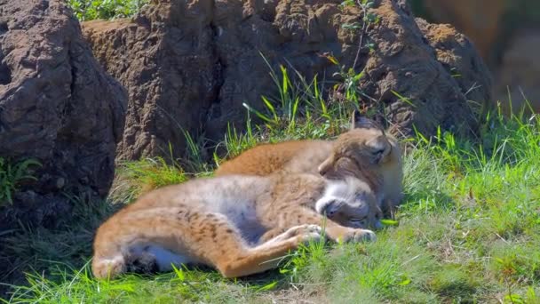 Eurasian Lynx Outdoor Wild Animal Hidden Nature Habitat Lynx Lynx — Stock Video