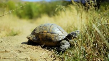 Doğal ortamında mahmuzlanmış kaplumbağa (Testudo graeca).