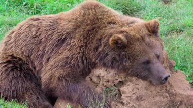 Avrasya kahverengi ayısı (Ursus arctos arctos), vahşi doğada Avrupa kahverengi ayısı olarak da bilinir. 