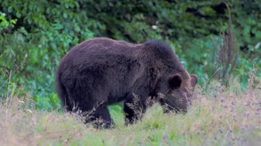 Avrasya kahverengi ayısı (Ursus arctos arctos), vahşi doğada Avrupa kahverengi ayısı olarak da bilinir.