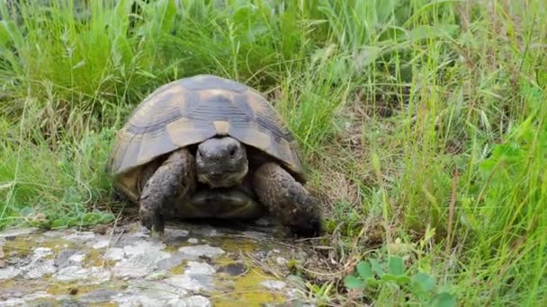 Tortue Huppée Testudo Graeca Dans Habitat Naturel — Video