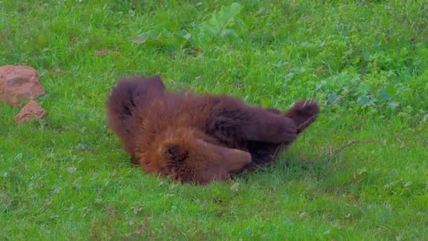 Бурый Медвежонок Ursus Arctos Arctos Известный Европейский Бурый Медведь Дикой — стоковое видео