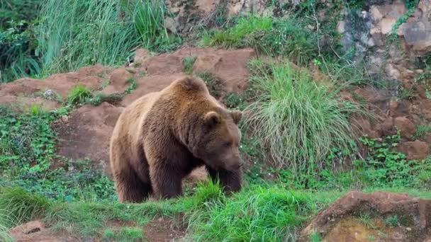 Euroasijský medvěd hnědý (Ursus arctos arctos), také známý jako medvěd hnědý v divočině 