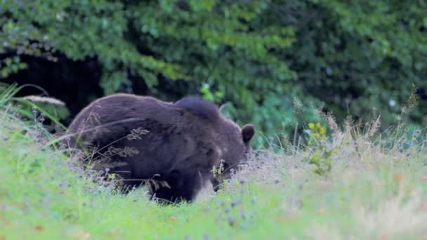 Urso Pardo Eurasiano Ursus Arctos Arctos Também Conhecido Como Urso — Vídeo de Stock