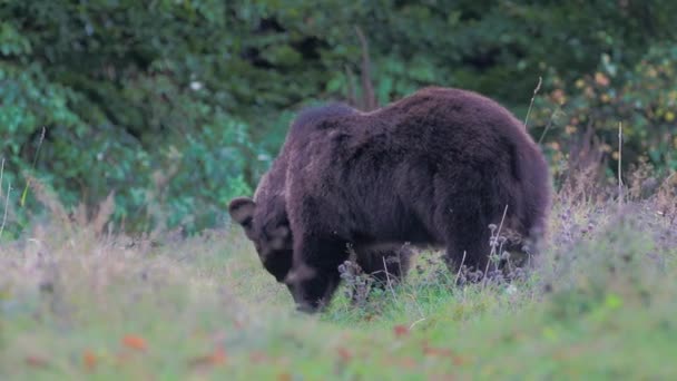 Ευρασιατική Καφέ Αρκούδα Ursus Arctos Arctos Επίσης Γνωστή Ευρωπαϊκή Καφέ — Αρχείο Βίντεο