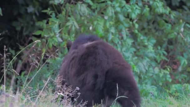 Eurasischer Braunbär Ursus Arctos Arctos Freier Wildbahn Auch Als Europäischer — Stockvideo