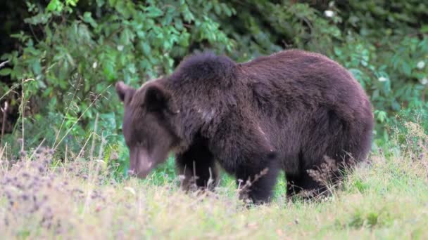 Euraziatische Bruine Beer Ursus Arctos Arctos Ook Bekend Als Europese — Stockvideo