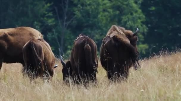 Pequeno Rebanho Bisonte Europeu Bison Bonasus Também Conhecido Como Wisent — Vídeo de Stock