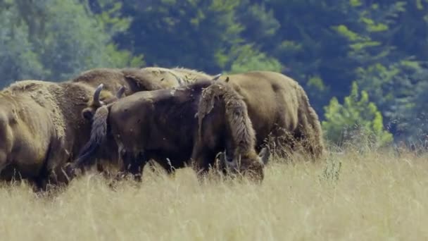 Liten Hjord Europeisk Bisonoxe Bison Bonasus Även Känd Som Visare — Stockvideo