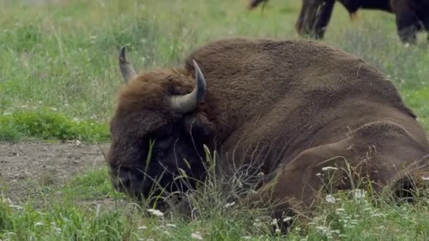Европейский Бизон Bison Bonasus Известный Мудрый Европейский Зубр — стоковое видео
