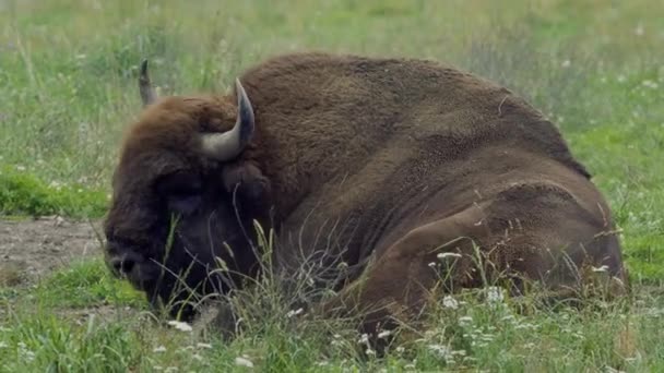 Ευρωπαϊκός Βίσωνας Bison Bonasus Επίσης Γνωστός Wisent Ευρωπαϊκός Βίσωνας Ξύλου — Αρχείο Βίντεο