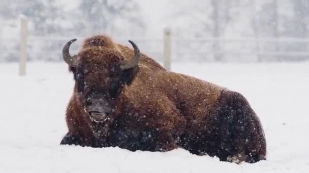 Europeisk Bisonoxe Bison Bonasus Naturlig Livsmiljö Vintern — Stockvideo