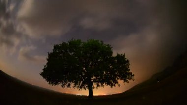 Şafak vakti tarlada yalnız ağaç Dobrogea, Romani