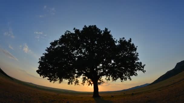 Самотні Дерева Полі Світанку Timelapse Кадри Доброгея Романі — стокове відео
