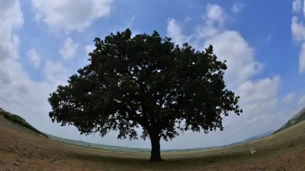 Árbol Solitario Campo Amanecer Dobrogea Romani — Vídeos de Stock
