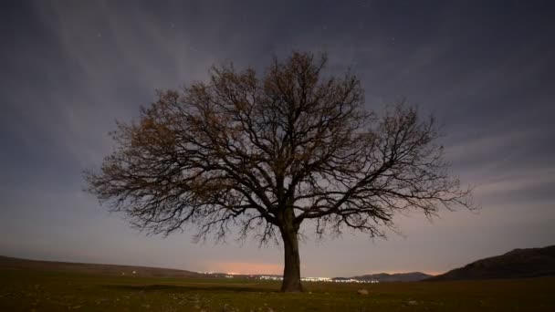 Einsamer Baum Auf Dem Feld Zeitraffer Morgengrauen Dobrogea Roma — Stockvideo