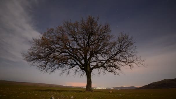 Ensamt Träd Fältet Vid Gryningen Timelapse Film Dobrogea Romani — Stockvideo