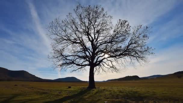 Şafak Vakti Tarlada Yalnız Ağaç Dobrogea Romani — Stok video