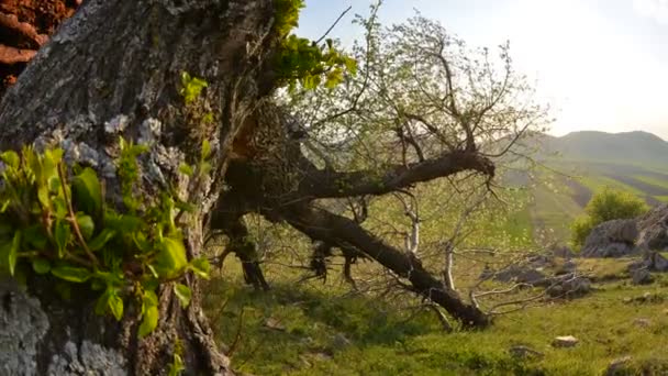 Árbol Solitario Campo Amanecer Dobrogea Romani — Vídeo de stock