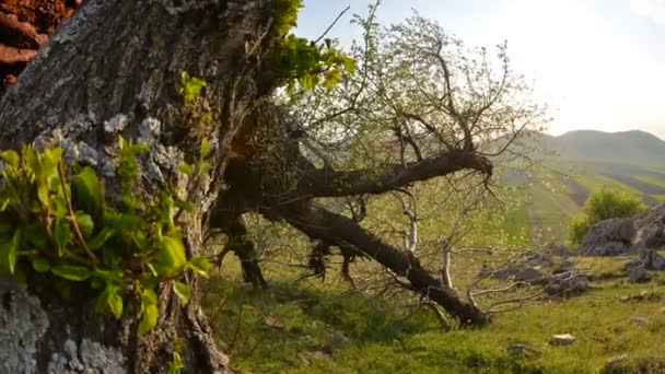 黎明时分在田野上的孤零零的树 Dobrogea Romani — 图库视频影像