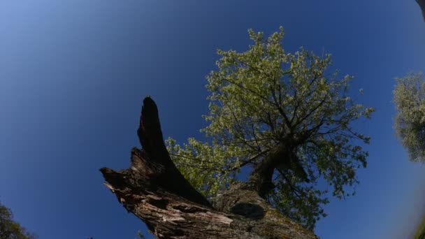 Ensamt Träd Fältet Vid Gryningen Timelapse Film Dobrogea Romani — Stockvideo