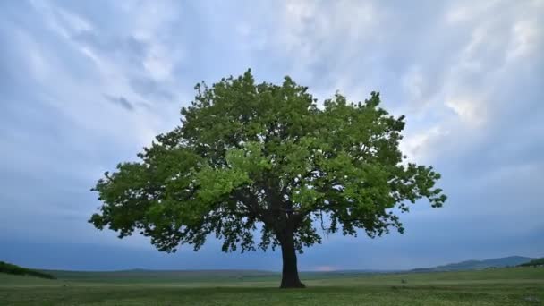 Osamělý Strom Poli Úsvitu Dobrogea Romové — Stock video