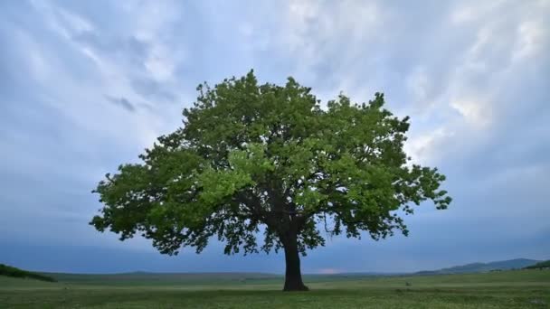 Árbol Solitario Campo Amanecer Dobrogea Romani — Vídeos de Stock