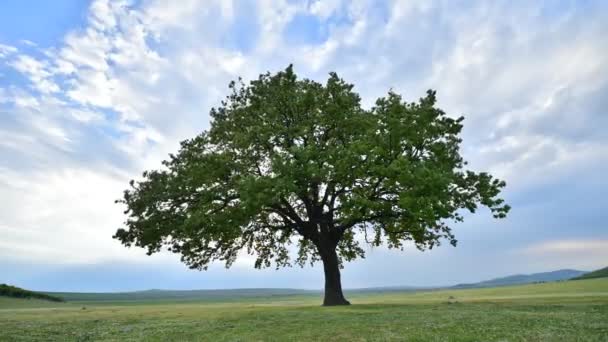 Ensamt Träd Fältet Vid Gryningen Timelapse Film Dobrogea Romani — Stockvideo
