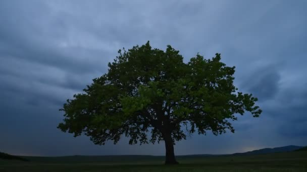 黎明时分在田野上的孤零零的树 Dobrogea Romani — 图库视频影像