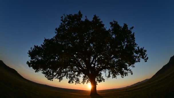 Самотні Дерева Полі Світанку Timelapse Кадри Доброгея Романі — стокове відео