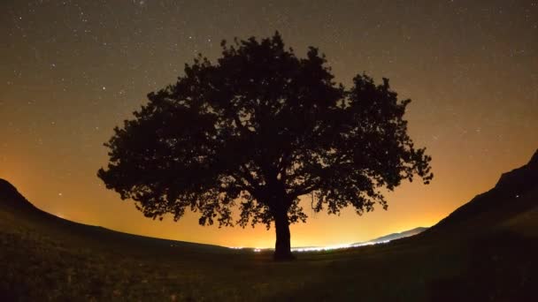 夜明けの時間経過映像でフィールド上の孤独な木 Dobrogea Romani — ストック動画