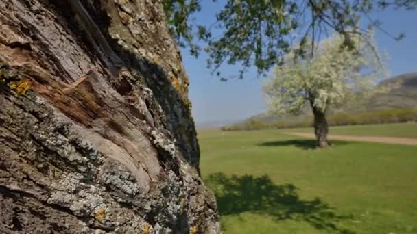 Cielo hermoso por la noche con estelas y silueta de un árbol — Vídeo de stock