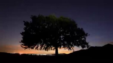 Şafak vakti tarlada yalnız ağaç Dobrogea, Romani