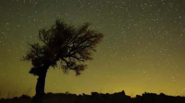 Şafak vakti tarlada yalnız ağaç Dobrogea, Romani