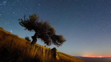 Şafak vakti tarlada yalnız ağaç Dobrogea, Romani