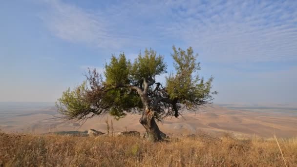 Árbol Solitario Campo Amanecer Dobrogea Romani — Vídeos de Stock