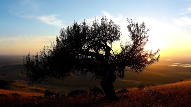 Einsamer Baum Auf Dem Feld Zeitraffer Morgengrauen Dobrogea Roma — Stockvideo