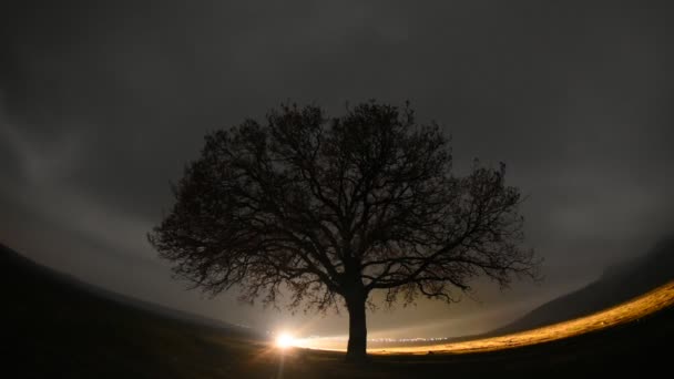 Einsamer Baum Auf Dem Feld Zeitraffer Morgengrauen Dobrogea Roma — Stockvideo