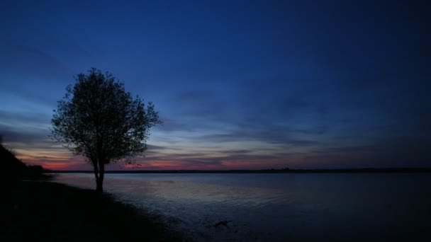 黎明时分在田野上的孤零零的树 Dobrogea Romani — 图库视频影像