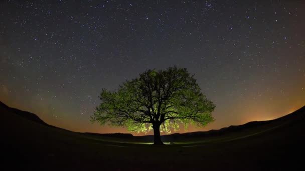 Одинокое Дерево Поле Рассвете Timelapse Кадры Доброгея Цыгане — стоковое видео