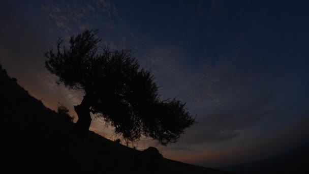 Μοναχικό Δέντρο Στο Χωράφι Την Αυγή Timelapse Πλάνα Dobrogea Romani — Αρχείο Βίντεο