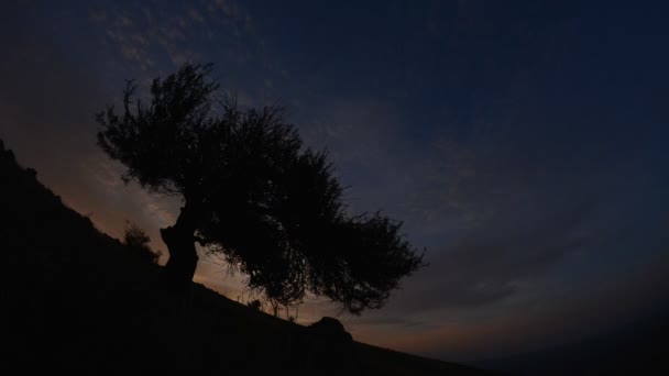 Ensamt Träd Fältet Vid Gryningen Timelapse Film Dobrogea Romani — Stockvideo