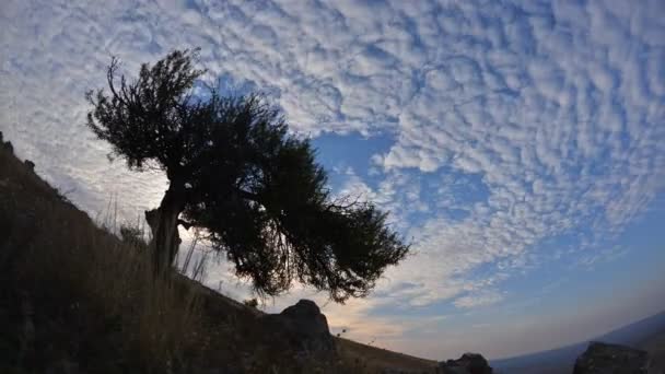 Magányos Mezőn Hajnalban Timelapse Felvételek Dobrogea Romani — Stock videók