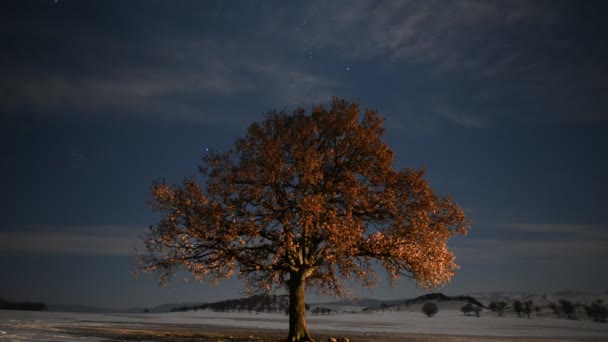 Samotne Drzewo Polu Świcie Timelapse Footage Dobrogea Romani — Wideo stockowe
