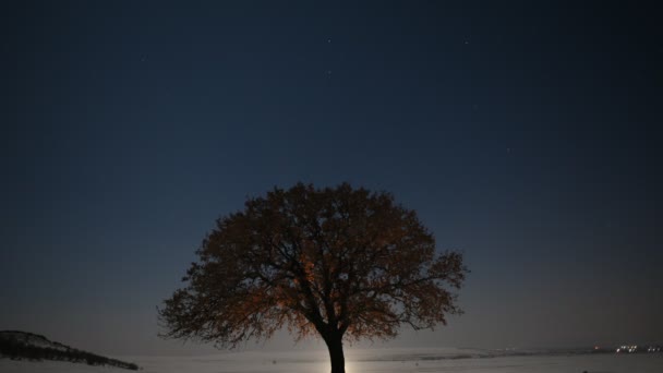 夜明けの時間経過映像でフィールド上の孤独な木 Dobrogea Romani — ストック動画